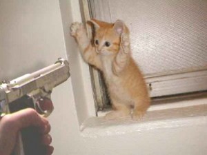 cat-robbery