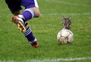 f-funny-cat-3539 Tener más vidas que un gato